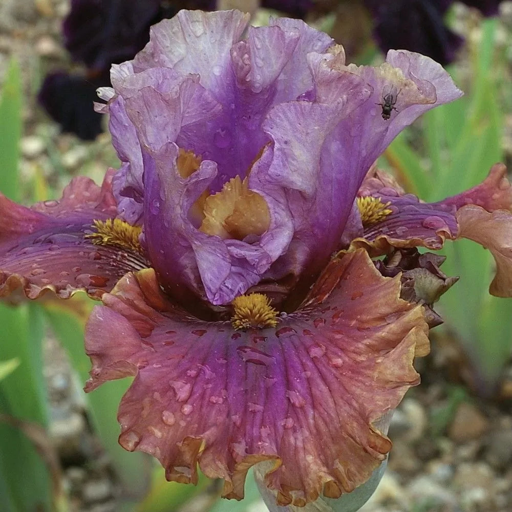 Nelly Tardivier Bearded Iris