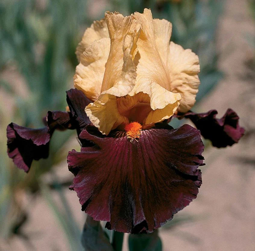 Idol Bearded Iris