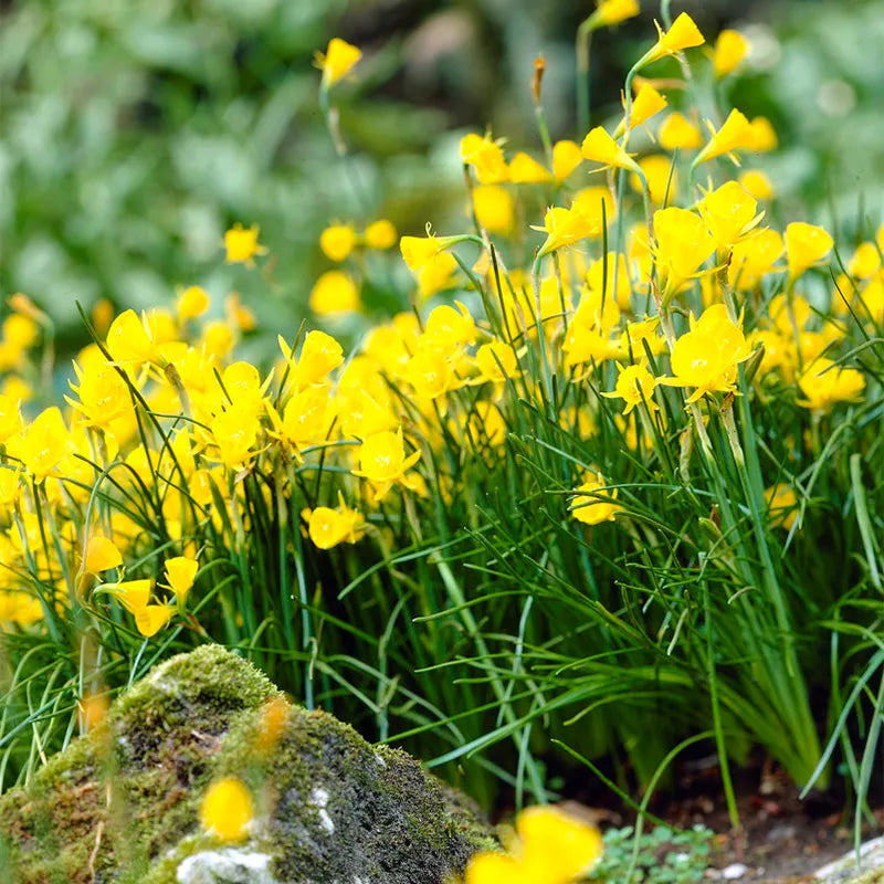 Golden Bells Carpet Daffodil Seeds