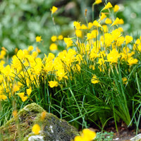 Golden Bells Carpet Daffodil Seeds