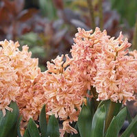 Gipsy Queen Hyacinth Seeds
