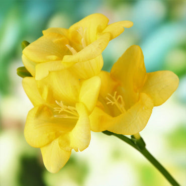 Freesia- Giant Single Yellow