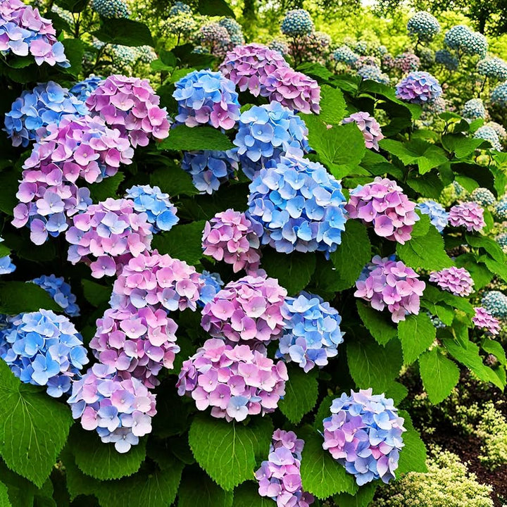 Mixed Hydrangea Flower Seeds for Planting - NON GMO Seeds