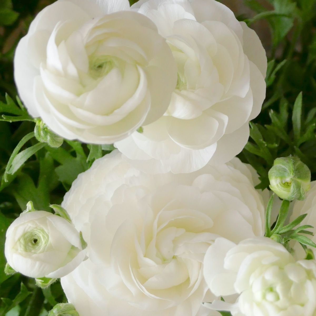 Ranunculus- Primo Bianca White (Corm)