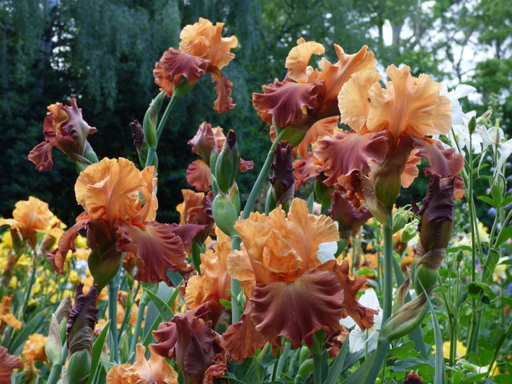 Lovely Senorita Bearded Iris