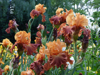 Lovely Senorita Bearded Iris
