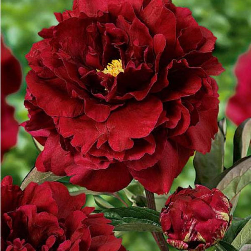 Peony Francoise Ortegat