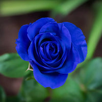 Blue Rose Heirloom Non-GMO Seeds for Planting
