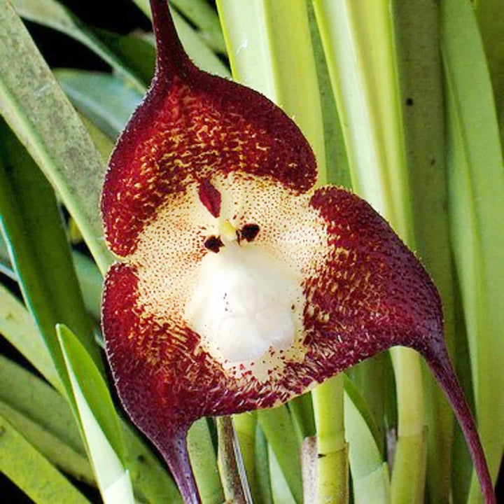 Heirloom Non-GMO Monkey Orchid Flower Seeds for Planting – Rare Exotic Garden Blooms