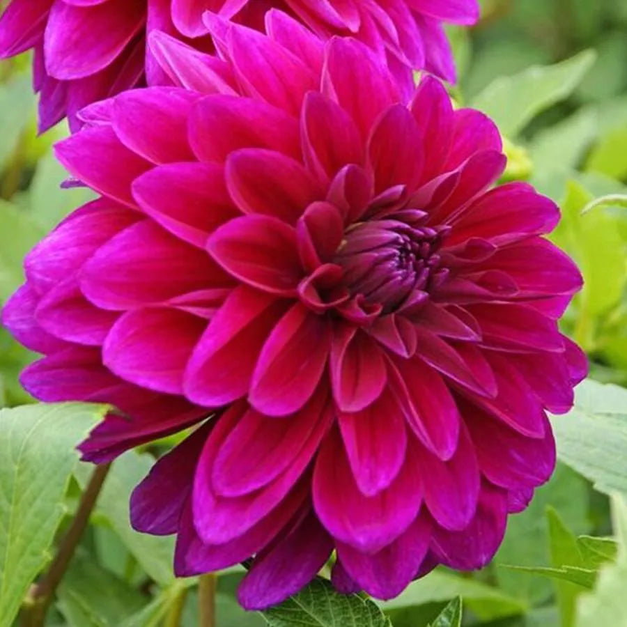 Dahlia- Gelati (Tuber)