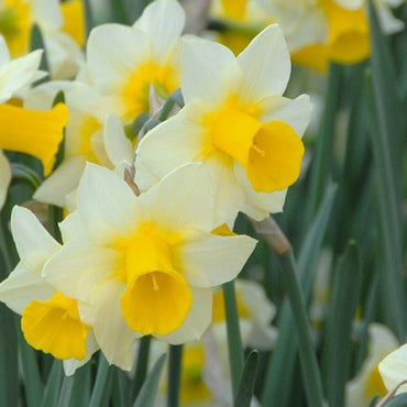 Golden Echo Daffodil Seeds