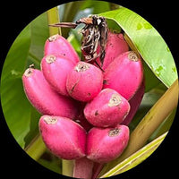 Dark Pink Banana Fruit Seeds for Planting - Heirloom & Non-GMO Seeds