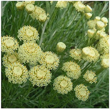 Santolina Etrusca Flower Seeds – Heirloom, Non-GMO, Aromatic Silver Foliage Blooms for Garden Planting