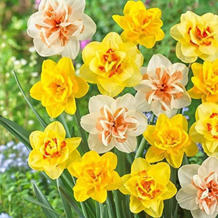 Double Daffodil- Mixed