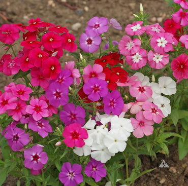 Tall Eye Phlox Mixture