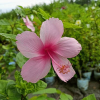 Heirloom Non-GMO Pale Pink Hibiscus Flower Seeds – Soft Tropical Blooms for Garden Planting