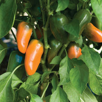 Lunchbox Yellow – Organic Snack Pepper Seed