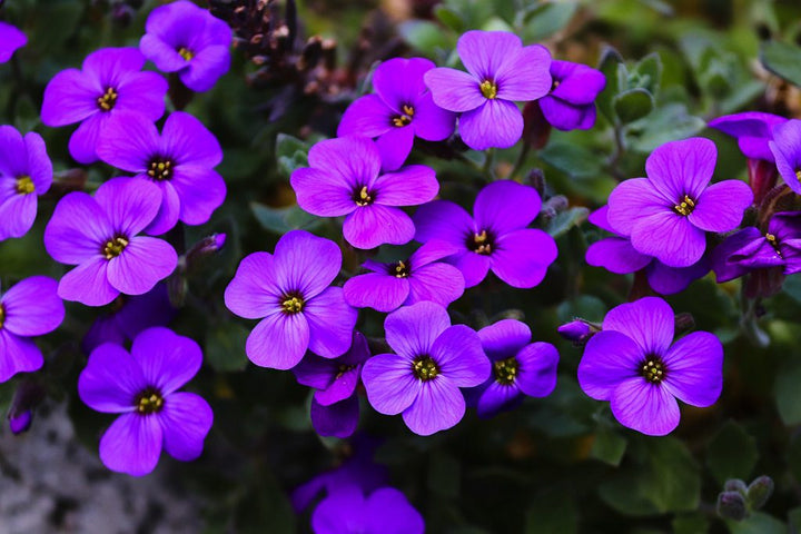 Heirloom Non-GMO Purple Cascading Flower Seeds for Garden Planting