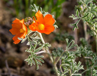 Heirloom Globemallow Flower Seeds, Non-GMO Drought-Tolerant Blooms for Wildflower Garden Planting