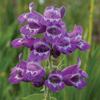 Heirloom Non-GMO Purple Beardtongue Flower Seeds for Unique Garden Accents and Outdoor Planting