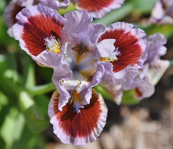 Going in Circles Dwarf Bearded Iris