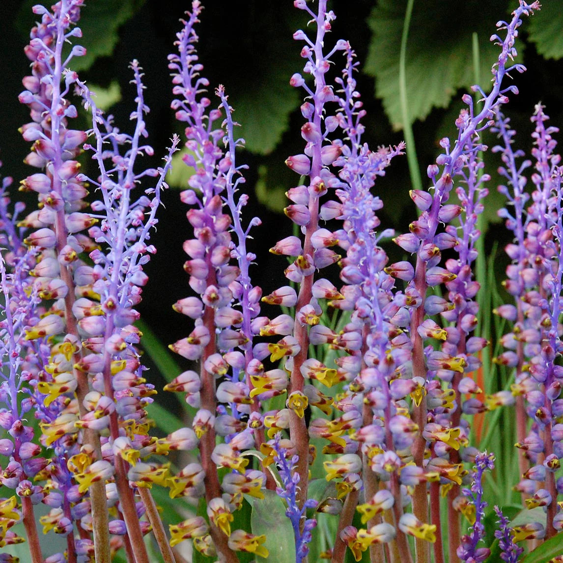 Lachenalia- Mutabilis