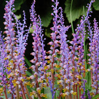 Lachenalia- Mutabilis