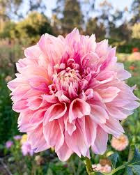 Dahlia- Cyma Warrior (Tuber)