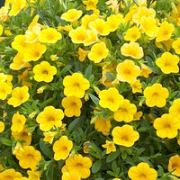 Yellow Calibrachoa Seeds for Planting – Bright Blooms, Organic, Heirloom, Non-GMO