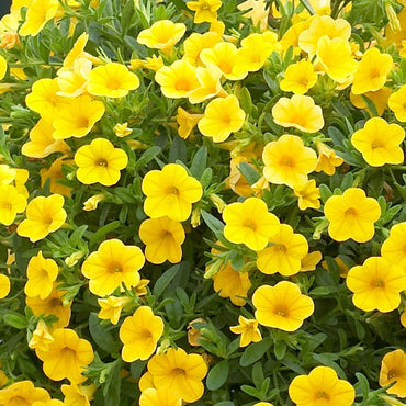 Yellow Calibrachoa Seeds for Planting – Bright Blooms, Organic, Heirloom, Non-GMO