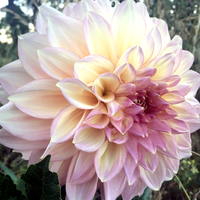 Dahlia- Kotara (Tuber)