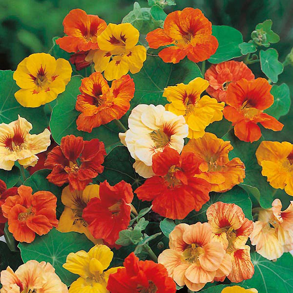 Nasturtium- Jewel Mix