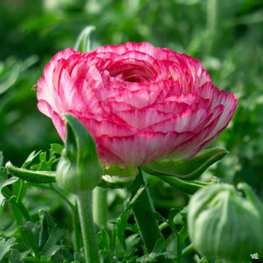 Ranunculus- Florentine Pink (Corm)
