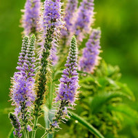 Heirloom Non-GMO Purple Veronica Spicata Flower Seeds for Vertical Bloom Displays