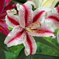 Dizzy Oriental Lily Seeds