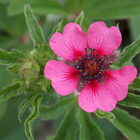 Colour Festival Mixture