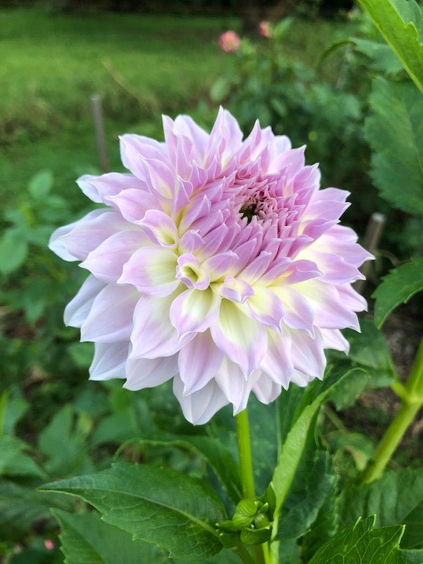 Dahlia- Anne's Delight (Tuber)