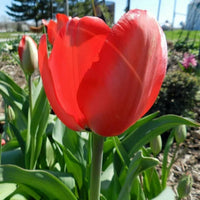 Giant Orange Sunrise Tulip Seeds