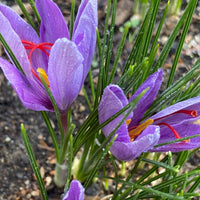 Crocus- Saffron