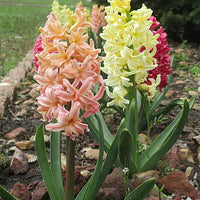 Gipsy Hyacinth Mixture Seeds