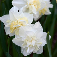 Easter Born Daffodil Seeds