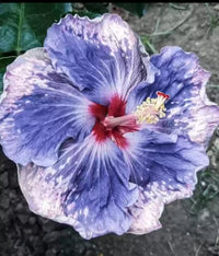 Blue & White Dual-Tone Hibiscus Heirloom Non-GMO Seeds for Planting