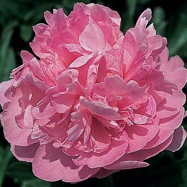 Susy Q. Peony
