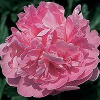 Susy Q. Peony