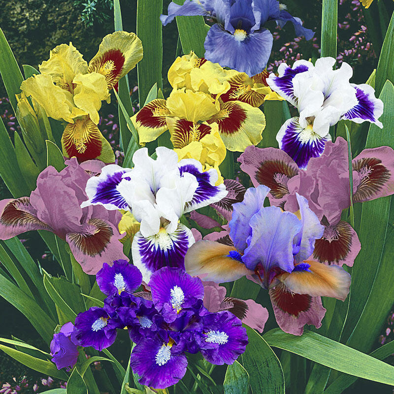 Dwarf Bearded Iris Mixture