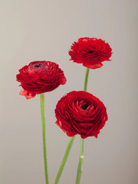 Ranunculus- Primo Rosso Red (Corm)