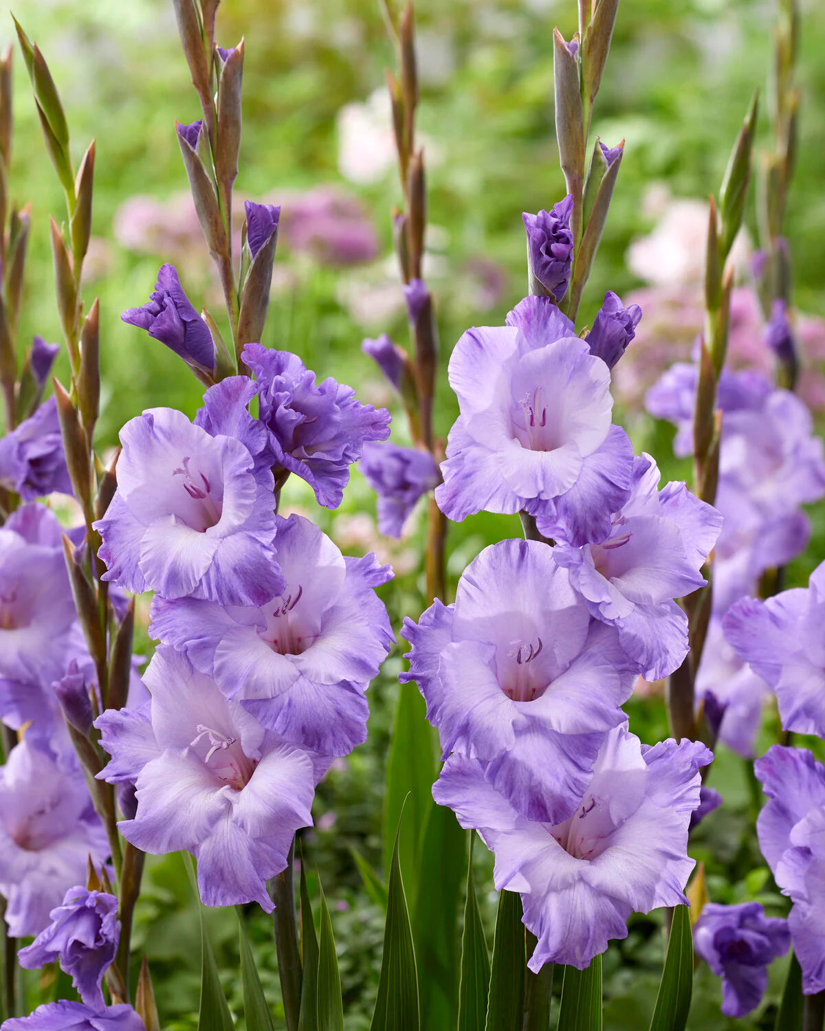 Gladiolus- Milka