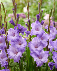 Gladiolus- Milka