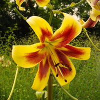 Robert Swanson Lily Tree Seeds