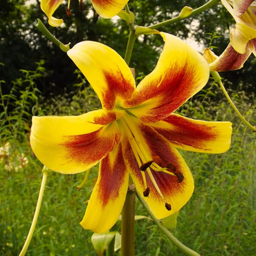 Robert Swanson Lily Tree Seeds